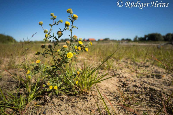 Pulicaria vulgaris (Kleines Flohkraut)