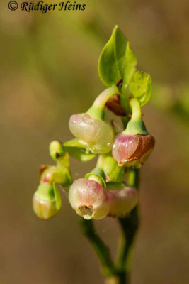 Vaccinium myrtillus (Heidelbeere), 27.4.2019