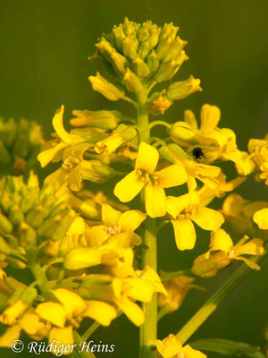 Barbarea vulgaris (Barbarakraut), 21.5.2010