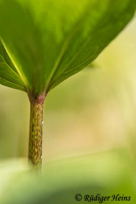 Paris quadrifolia (Vierblättrige Einbeere) Stängel, 8.5.2021 - Makroobjektiv 180mm f/3.5