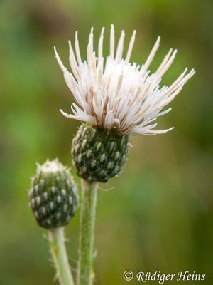 Cirsium arvense (Acker-Kratzdistel), 30.8.2009
