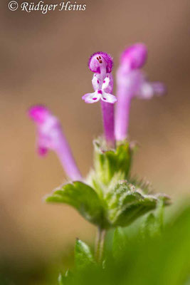 Lamium amplexicaule (Stängelumfassende Taubnessel), 8.5.2020