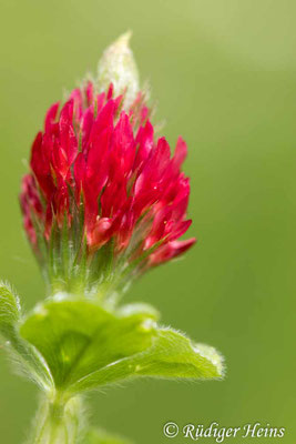 Trifolium incarnatum (Inkarnat-Klee)