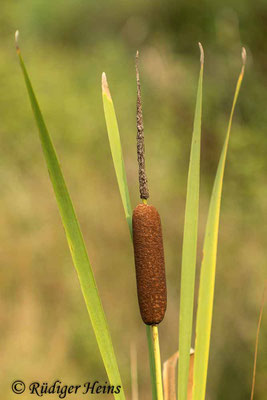 Breitblättriger Rohrkolben (Typha latifolia), 30.8.2023 - Jupiter 9 85 mm f/2