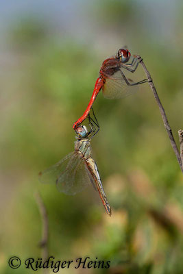 Sympetrum fonscolombii (Frühe Heidelibelle) Tandem, 19.10.2008