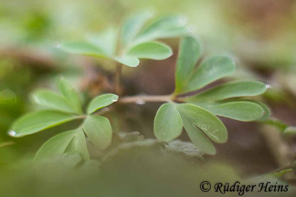 Mittlerer Lerchensporn (Corydalis intermedia) Blatt, 8.4.2022 - Rokkor 50mm f/1.7