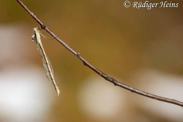 Nasses Weibchen der Gemeinen Winterlibelle an einem Zweig