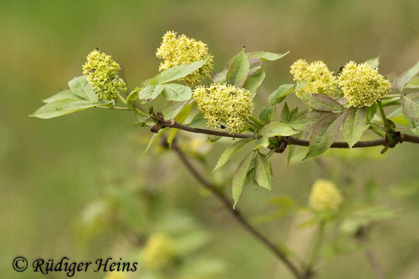 Sambucus racemosa (Roter Holunder), 10.5.2021