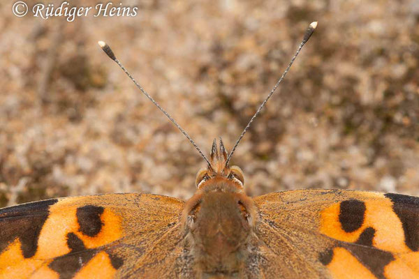 Vanessa cardui (Distelfalter), 11.7.2009