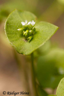 Claytonia perfoliata (Gewöhnliches Tellerkraut), 1.5.2019