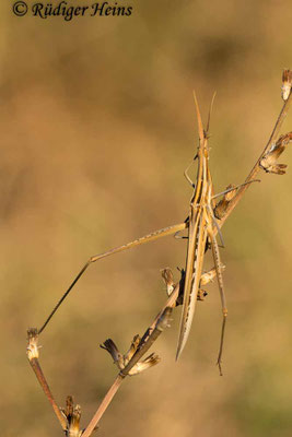 Acrida ungarica (Gewöhnliche Nasenschrecke) Weibchen