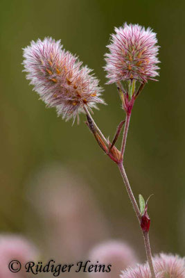 Trifolium arvense (Hasen-Klee)