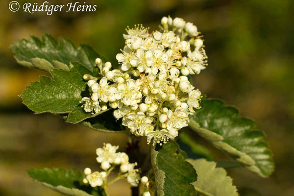 Sorbus intermedia (Schwedische Mehlbeere), 1.6.2014