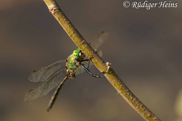 Somatochlora metallica (Glänzende Smaragdlibelle) Männchen, 11.9.2023 