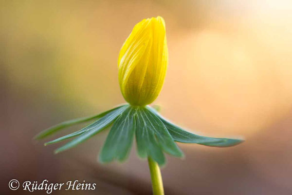 Eranthis hyemalis (Winterling), 5.2.2020