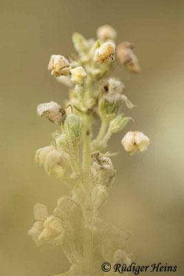 Verbascum lychnitis (Mehlige Königskerze), 28.7.2021