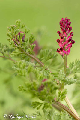 Fumaria officinalis, Gewöhnlicher Erdrauch
