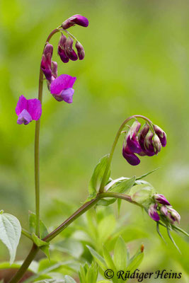 Lathyrus vernus (Frühlings-Platterbse)