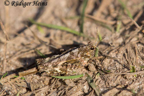 Tetrix subulata (Säbel-Dornschrecke), 5.9.2017