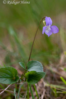 Viola canina (Hunds-Veilchen), 4.6.2006