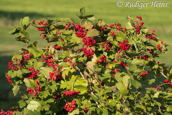 Viburnum opulus (Gemeiner Schneeball), 3.9.2018