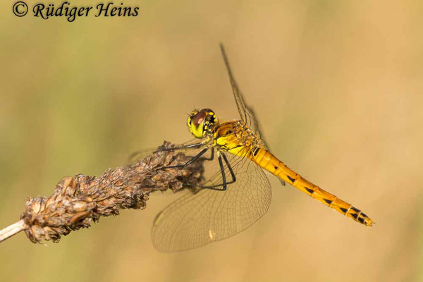 Sympetrum depressiusculum (Sumpf-Heidelibelle) Weibchen, 28.8.2019