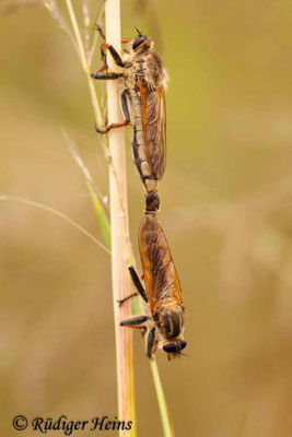Echthistus rufinervis (Berserkerfliege) Paarung