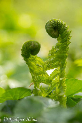 Matteuccia struthiopteris (Straußfarn), 18.4.2023