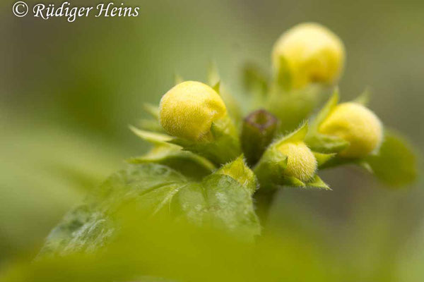 Lamium galeobdolon (Gewöhnliche Goldnessel), 3.5.2021