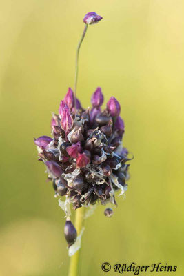 Allium scorodoprasum (Schlangen-Lauch), 26.6.2024