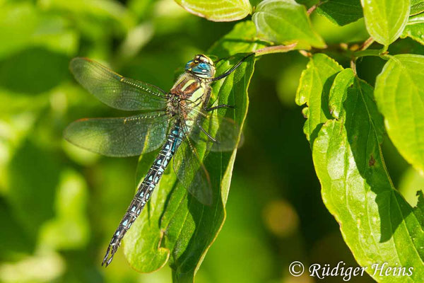 Brachytron pratense, Früher Schilfjäger, Männchen