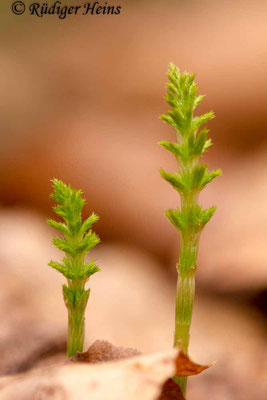 Equisetum sylvaticum (Wald-Schachtelhalm), 11.4.2017