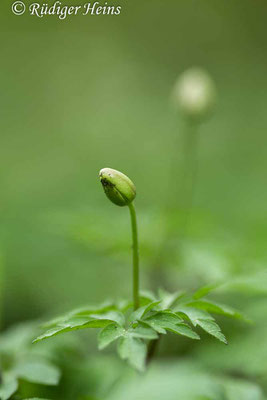 Buschwindröschen (Anemone nemorosa), 9.4.2024 - Makroobjektiv 100mm f/2.8