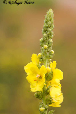 Verbascum densiflorum (Großblütige Königskerze), 19.7.2015