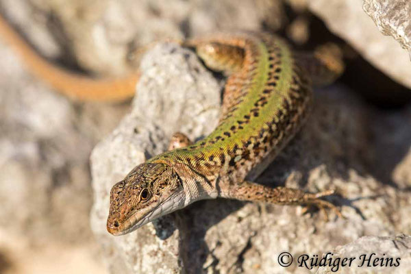 Podarcis sicula (Ruineneidechse)