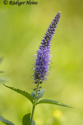 Langblättriger Ehrenpreis (Veronica longifolia), 15.7.2024 - Makroobjektiv 180mm f/3.5