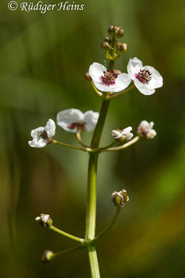 Sagittaria sagittifolia (Gewöhnliches Pfeilkraut), 20.7.2019