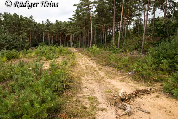 Neomochtherus pallipes (Striemen-Raubfliege) Habitat