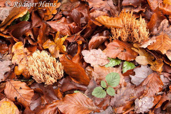 Korallenpilz (Ramaria sp.), 1.12.2019