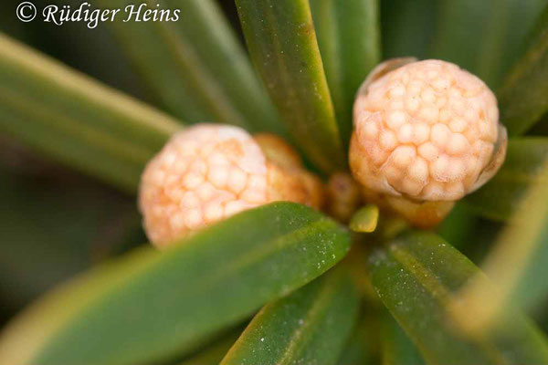 Taxus baccata (Europäische Eibe), 10.3.2021