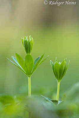 Galium odoratum (Waldmeister)