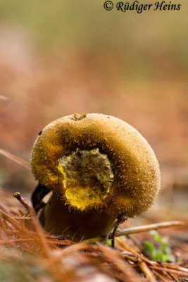 Lycoperdon excipuliforme (Beutel-Stäubling), 26.10.2017