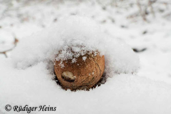 Fomitopsis betulina (Birkenporling), 29.1.2021