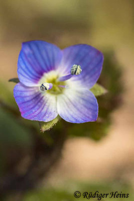 Veronica persica (Persischer Ehrenpreis), 22.3.2021