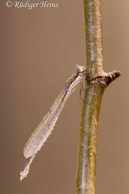 Gemeine Winterlibelle (Sympecma fusca) taubedecktes Weibchen, 15.2.2023 - Makroobjektiv 180mm f/3.5