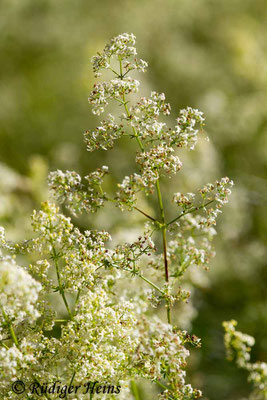 Galium mollugo (Wiesen-Labkraut), 2.7.2018