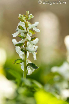 Corydalis cava, Hohler Lerchensporn