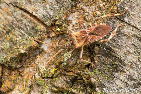 Leptoglossus occidentalis (Zapfenwanze)