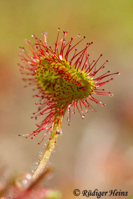 Drosera rotundifolia (Rundblättriger Sonnentau), 28.6.2015