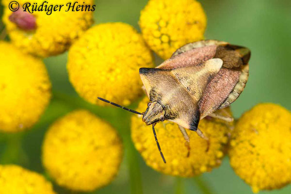 Carpocoris fuscispinus (Nördliche Fruchtwanze), 18.8.2020